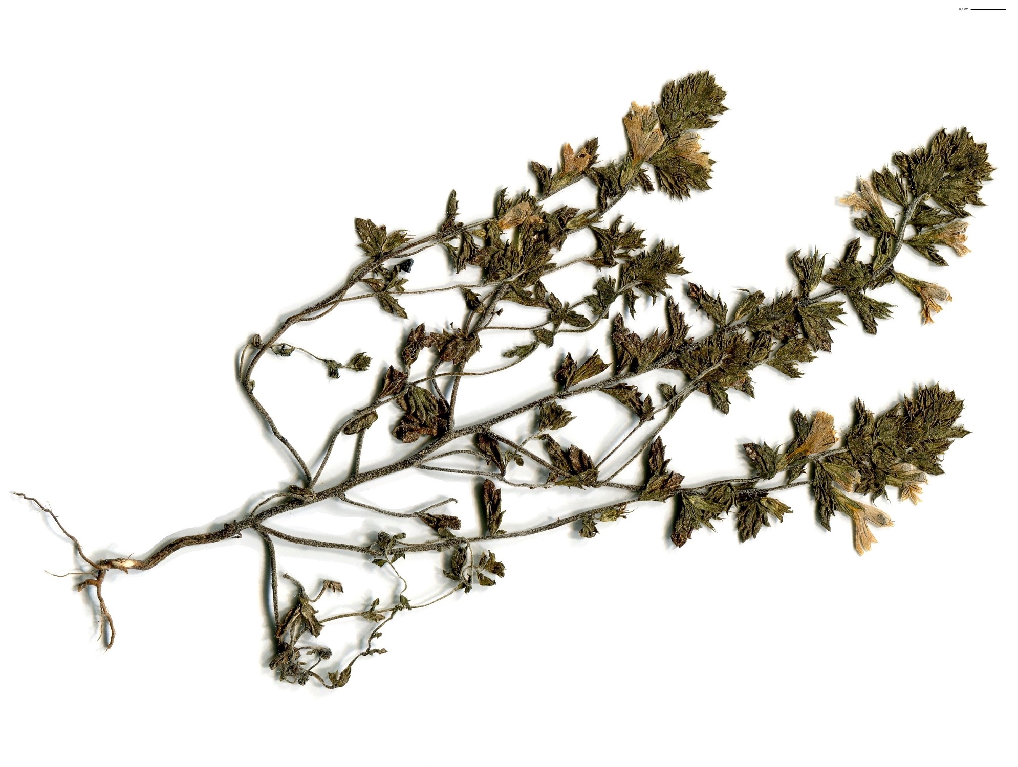 Euphrasia alpina (Orobanchaceae)